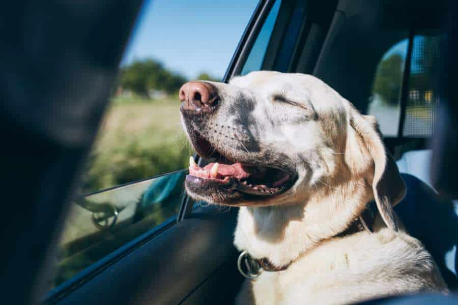 Pet Friendly Airport Transportation